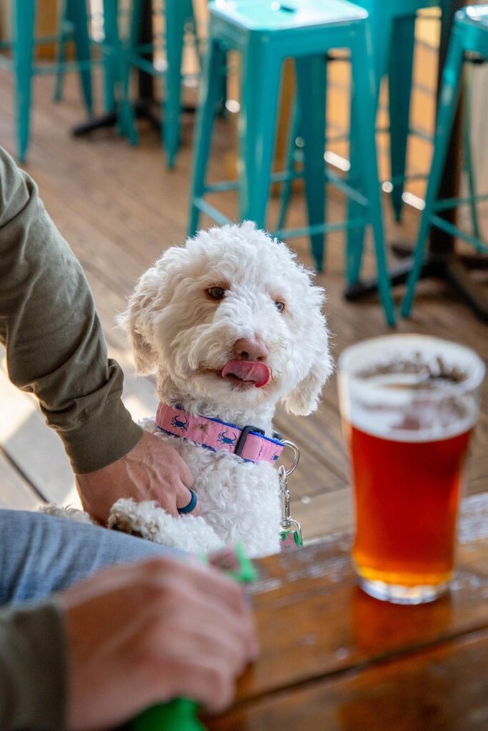 A dog at Gloucester Brewing Company eyeing a pint of beer on the covered deck.